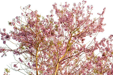 春天的春花树 带粉红花图片
