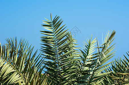 绿棕榈 场景 树 热带 热的 公园 天堂 异国情调 墙纸图片