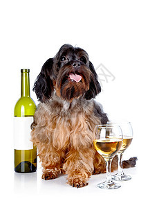 装饰狗 配着一瓶酒和眼镜 爪子 友谊 瓶子 毛茸茸的图片