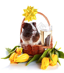 一篮子里的几内亚猪 有弓 鲜花和香槟杯图片