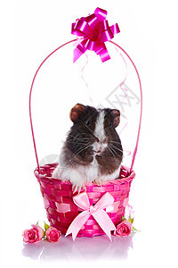 在粉红色篮子里的几内亚猪 有弓和鲜花图片