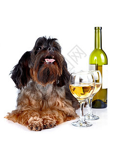 装饰狗 配着一瓶酒和眼镜 毛茸茸 玻璃 脊椎动物 生日图片