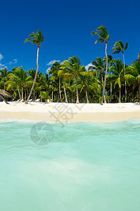热带热带海滩 海景 海岸线 太阳 树 美丽的 放松图片
