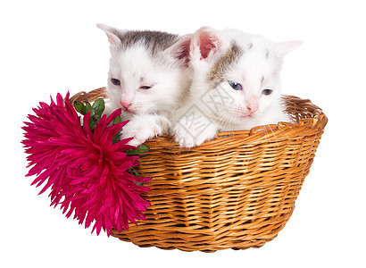 两只小猫坐在篮子里图片