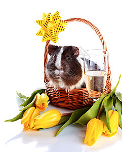 带花和香槟杯的篮子里的几内亚猪 酒精 动物 宠物图片