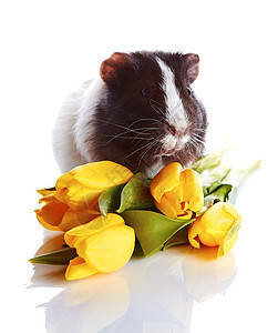 有郁金香的几内亚猪 快乐的 花束 好奇心 动物 美丽图片