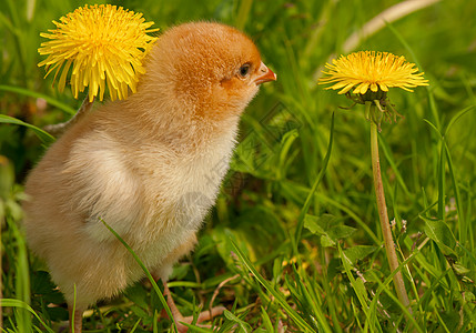 鸡 母鸡 微型 甜的 鸡腿 小鸡 复活节 农场 生长图片