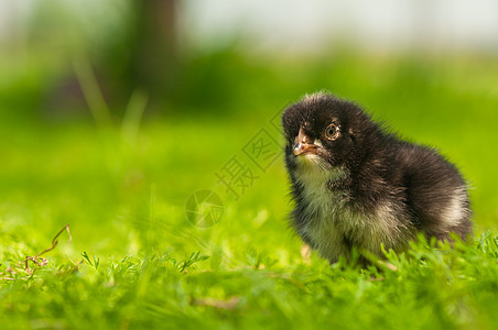 鸡 鸡腿 草地 可爱的 生活 母鸡 草 婴儿 家畜 甜的图片