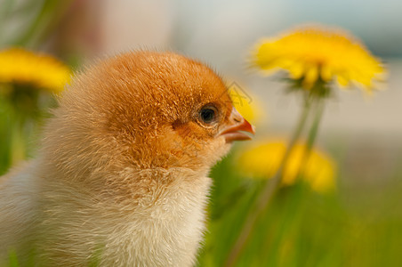 鸡 毛茸茸的 可爱的 鸡腿 复活节 生物 家禽 孵出 动物图片
