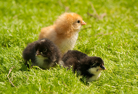 鸡 农场 婴儿 鸟 乐趣 鸡腿 家禽 甜的图片