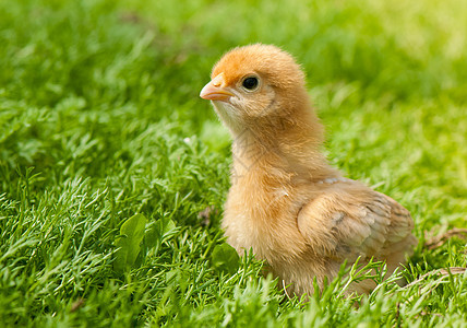 鸡 生长 婴儿 母鸡 生物 家禽 毛茸茸的 鸡腿 家畜 农场图片