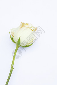 美丽的白玫瑰 假期 水 浪漫的 热情 周年纪念日 叶子图片