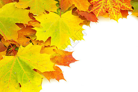 秋秋叶 秋天的 叶子 团体 植物学 金的 绿色的 棕色的边界高清图片素材