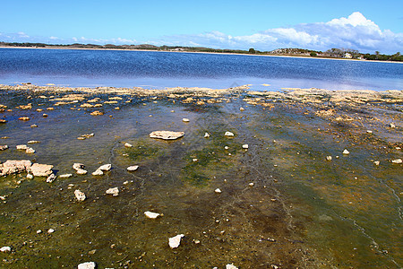 澳大利亚罗特内斯特岛 海洋 天堂 旅游 绿色的图片