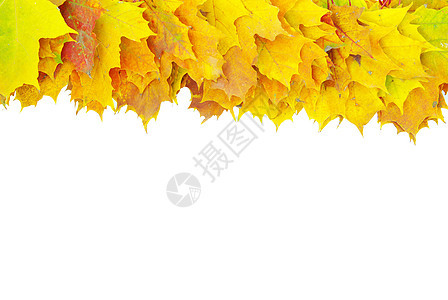 秋叶 植物学 红色的 季节 金的 植物 黄色的 干燥 公园棕色的高清图片素材