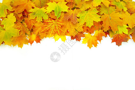 秋叶 干燥 白色的 季节性的 美丽 橙子 绿色的 金的 自然假期高清图片素材