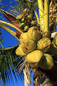 椰子 棕榈树 加勒比 夏天 热带棕榈树 热带 棕榈叶 热带气候背景图片