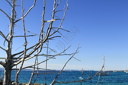 帆船出海地中海蓝海枯草树枝背景