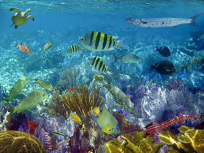 水下热带鱼类的海洋生物图片