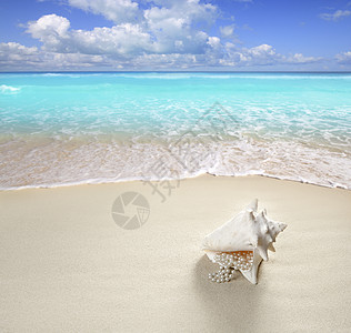 沙沙沙海沙珍珠项链 美丽 海滨 壳 热带 水 加勒比图片
