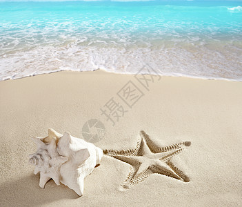 卡西比海滨海边海星印有贝壳白沙 蜗牛 异国情调 金的图片
