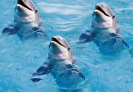 海豚在泳池游泳图片