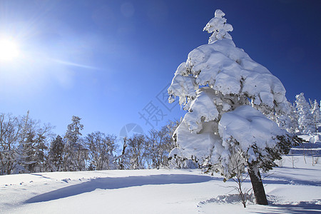 滑雪运行 寒冷的 东北地区 雪原 岩手县 假期 粉雪图片