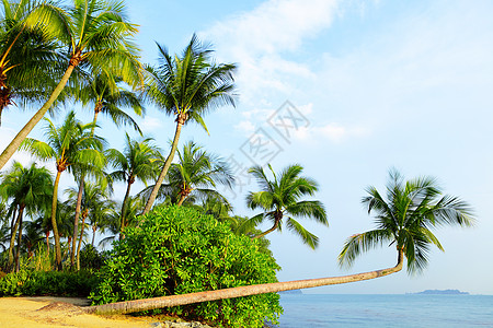 星期日新加坡 沙托萨的树木和景观 冷清 泻湖 风景 天空背景