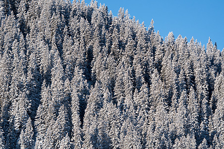 白雪覆盖了松树图片