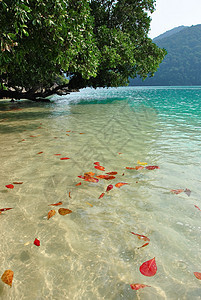 Surin岛国家公园 红色的 热带 钓鱼 海 放松图片