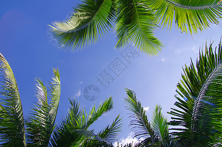 棕榈 热带 棕榈树 异国情调 假期 泻湖 植物 岛 休息图片