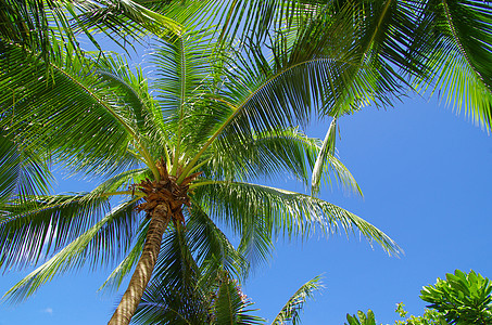 椰枣树 海 岛 墙纸 异国情调 休息 叶子 泻湖 椰子图片