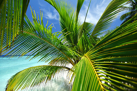 热带热带岛屿 棕榈 泻湖 海洋 美丽的 夏天 海滩图片