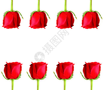 白色背景的红玫瑰框架背景图片