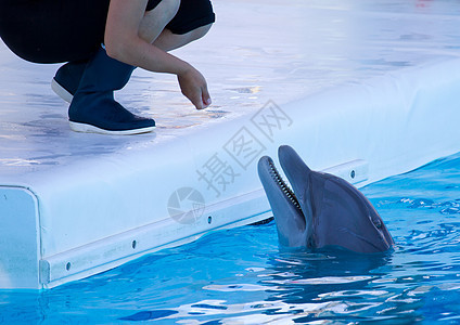 海豚 脚蹼 夫妻 野生动物 水 有趣的 水族馆 微笑 旅行图片