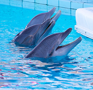 海豚 海洋学 颚 野生动物 假期 游泳 生活 眼睛 潜水图片