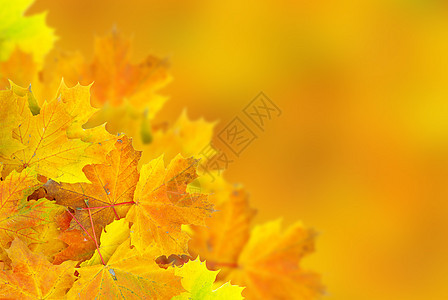 秋叶 假期 黄色的 橡木 叶子 树 红色的 季节 美丽团体高清图片素材