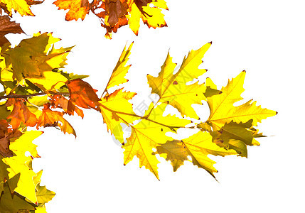 秋天的绿叶 在白色上被孤立黄色的高清图片素材