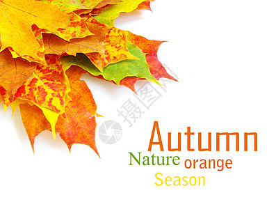 秋季假期 金的 自然 白色的 叶子 树 植物黄色的高清图片素材