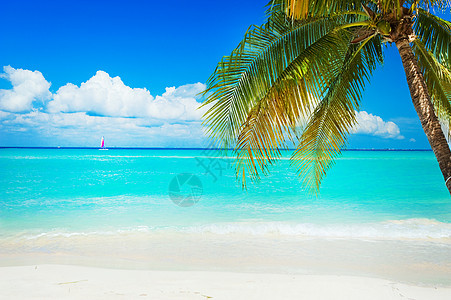 海滩 干净的 旅游 加勒比 场景 海洋 棕榈 支撑 岛背景图片