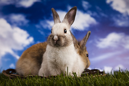 青草中兔子 复活节 绿色的 宠物 柔软的 垂耳 草地 动物图片