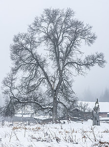 雪树上有雪树图片