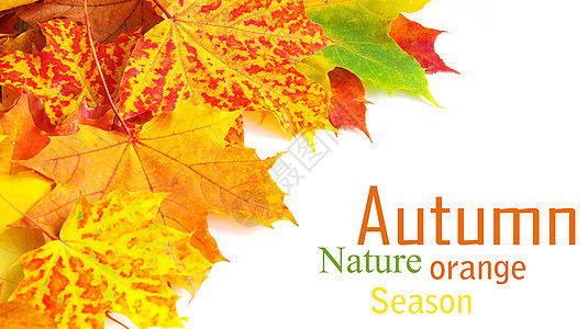 秋叶 金的 白色的 秋天的 森林 干燥 边界 植物 纹理叶子高清图片素材