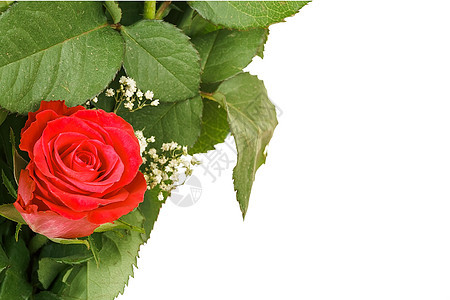 白色的鲜红玫瑰花图片