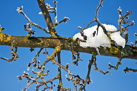 雪树 十二月 森林 冰冷的 蓝色的 树枝 天气 冰 假期图片