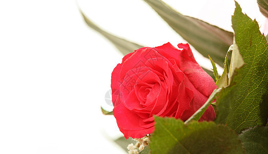 白色上鲜红玫瑰花 生日 花的 花瓣 美丽 花束 花园图片