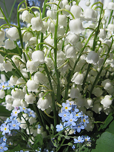 山谷的百合花和蓝色花朵图片