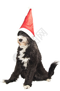 圣诞狗 快乐的 传统 甜的 圣诞老人 金的 礼物 迷人的图片