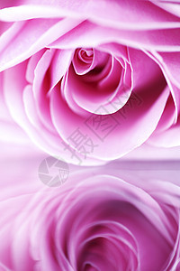 粉红玫瑰花 礼物 花园 工作室 天 夏天 春天 爱图片