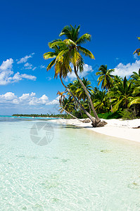 热带热带海滩 树 海洋 假期 棕榈 海岸 美丽的 天图片